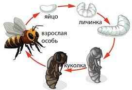 На фото описано развитие осы